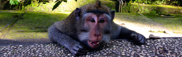 Monkey Forest @Ubud - versie 2