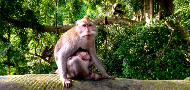 Voor diegenen met een 'goed oog' @Ubud, Monkey Forest, Ubud - versie 2