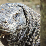 De jacht op de Komododragon