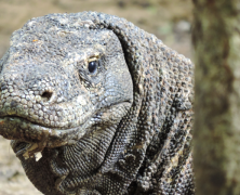 De jacht op de Komododragon