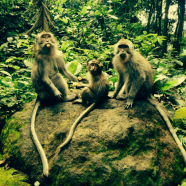 Ubud & the Monkey Forest