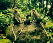 Ubud & the Monkey Forest